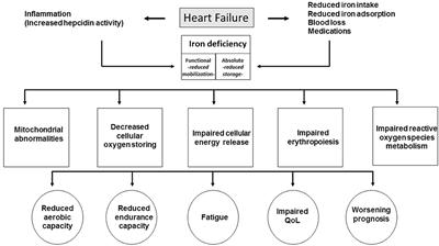 Iron Deficiency: A New Target for Patients With Heart Failure